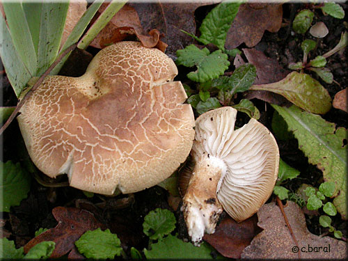 Leucopaxille, Leucopaxillus (Tricolor ?) Leucopaxille, Leucopaxillus (Tricolor ?)