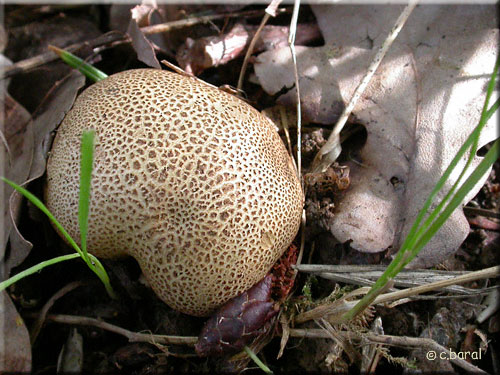 Scléroderme verruqueux, Scleroderma verrucosum