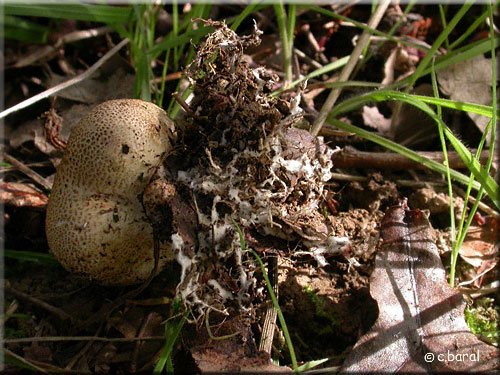 Mycélium du Scléroderme verruqueux