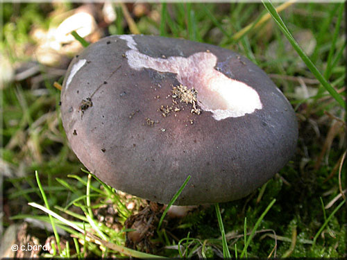 Russule charbonnière, Russula cyanoxantha