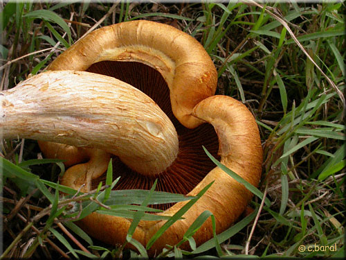 Cortinarius non identifi