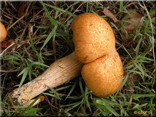 Cortinarius sp