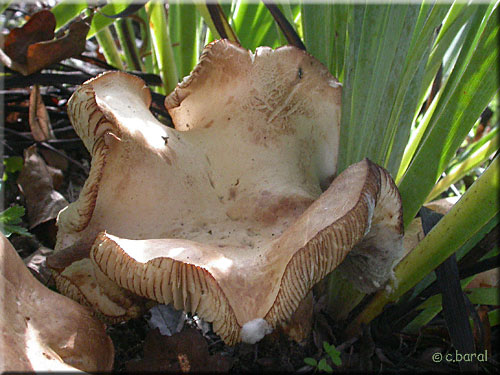 Jeune Leucopaxille, Leucopaxillus (Tricolor ?) Jeune Leucopaxille, Leucopaxillus (Tricolor ?)
