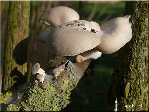 Pleurote corne d'abondance, Pleurotus cornucopiae