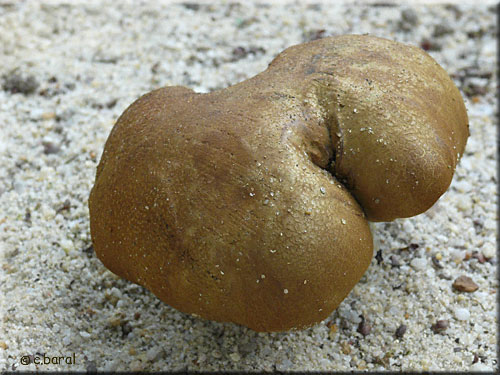 Boletus non identifi