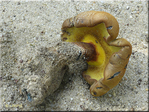 Boletus non identifi
