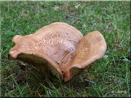 Leucopaxillus (Tricolor ?) Leucopaxillus (Tricolor ?)