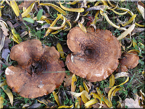 Leucopaxille, Leucopaxillus (Tricolor ?) Leucopaxille, Leucopaxillus (Tricolor ?)