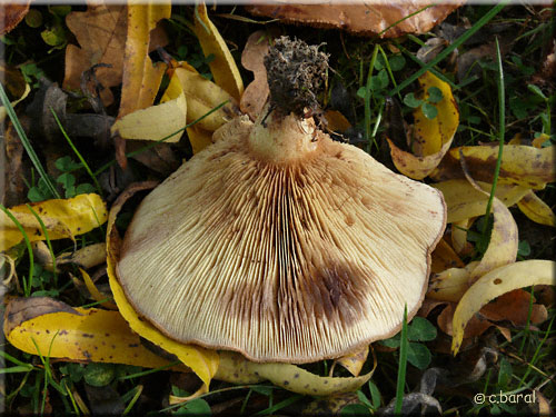 Lames du Leucopaxille, Leucopaxillus (Tricolor ?) Lames du Leucopaxille, Leucopaxillus (Tricolor ?)