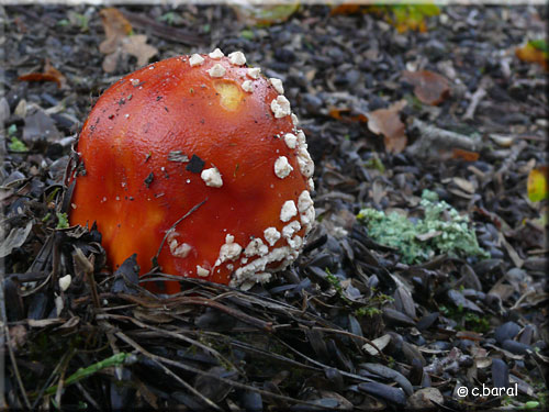 Amanite tue-mouches, Amanita muscaria Amanita tue-mouches, Amanita muscaria