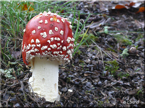 Amanita muscaria, jeune Amanite tue-mouches Amanita muscaria, jeune Amanite tue-mouches