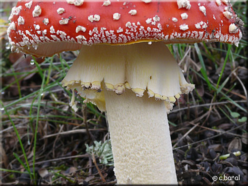 Anneau large et pendant de l'Amanite tue-mouches, Amanita muscaria Amanite tue-mouches, Amanita muscaria (Anneau)