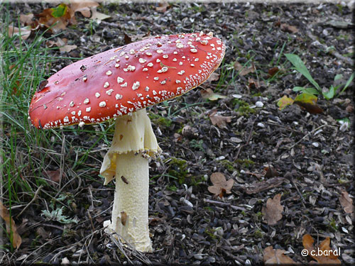 Amanita muscaria, Amanite tue-mouches