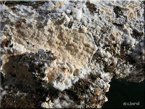 Meruliopsis corium, Syn. Merulius papyrinus Meruliopsis corium, Syn. Merulius papyrinus