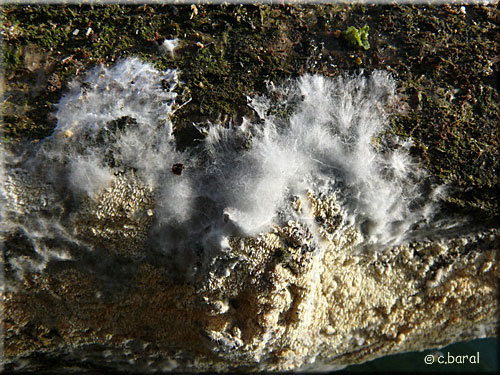 Mérule papyracée, Meruliopsis corium