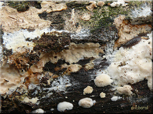 Mérule papyracée, Meruliopsis corium Mérule papyracée, Meruliopsis corium