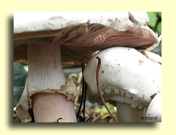 Agaric campestris, Rosé des prés