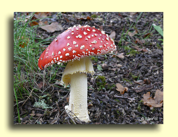 Amanite tue-mouches, Amanita muscaria