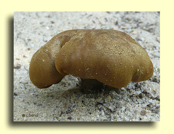 Boletus non identifié
