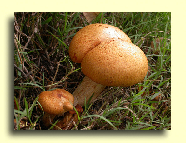 Cortinarius non identifié
