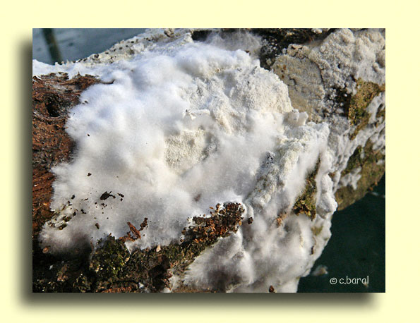 Meruliopsis corium, Mérule papyracée