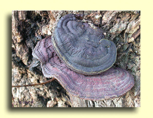 Ochroporus igniarius (= Phellinus i), Faux-Amadouvier