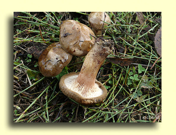 Paxillus involutus, Paxille enroulé