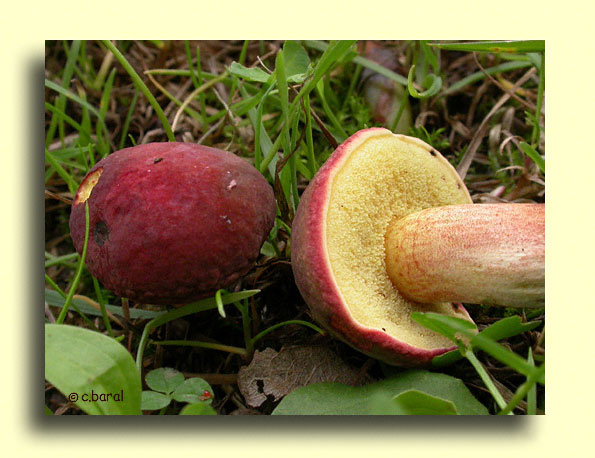 Xerocomus rubellus, Bolet rouge sang