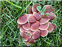 Champignon non identifié