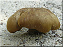 Boletus non identifié