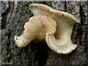 Champignon non identifié