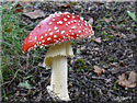 Amanite tue-mouches, Amanita muscaria