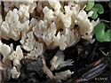 Clavulina cristata, Clavaire à crêtes