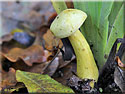 Tricholoma sulfureum, Tricholome jaune soufre