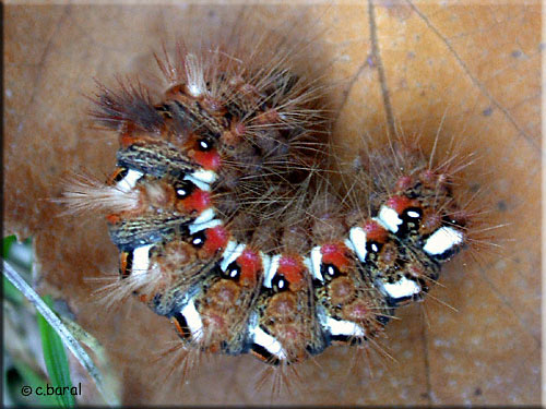 Acronicta (Viminia) rumicis, Noctuelle de la Patience