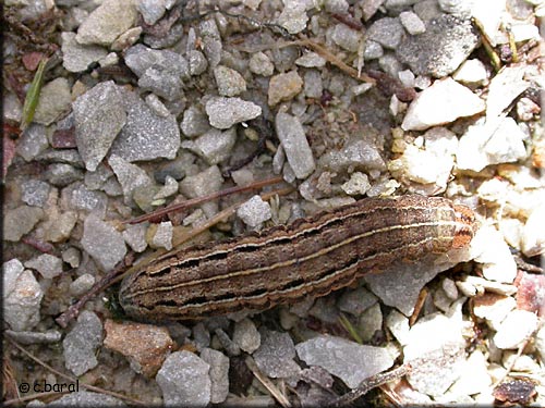 Chenille de la Trimaculée, Xestia xanthographa