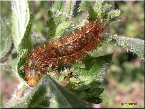 Chenille d'Ecaille-lièvre, Spilosoma lutea