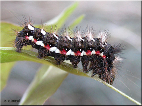 Chenille d'Acronicta (Viminia) rumicis 3ème mue