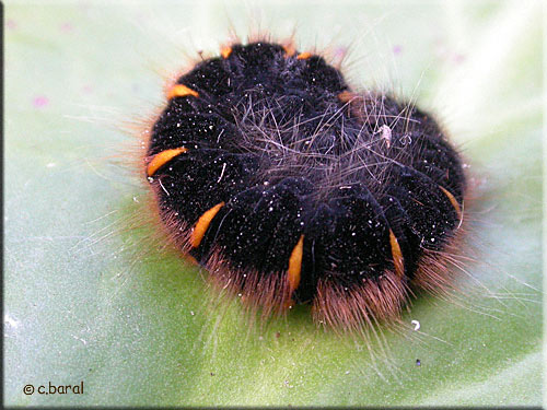 Jeune chenille de Macrothylacia rubi