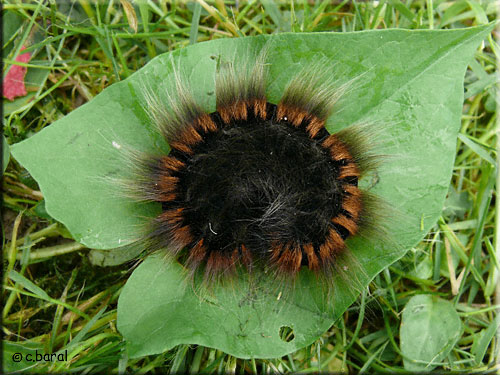 Macrothylacia rubi, chenille
