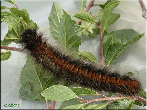 Bombyx de la Ronce, chenille