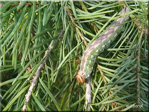 Chenille mature du Sphinx du Pin, Hyloicus pinastri