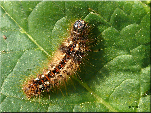 Acronicta (Viminia) rumicis, la Cendrée noirâtre