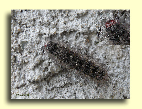 Chenille d'Epicallia villica, l'Ecaille fermière