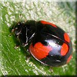 Adalia bipunctata, Coccinelle à 2 points forme noire