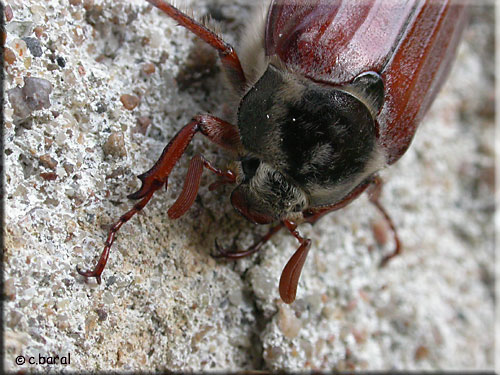 Hanneton commun, Melolontha melolontha