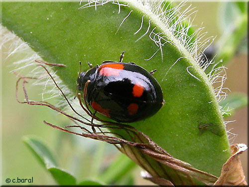 Adalia bipunctata, Coccinelle à 2 points forme noire