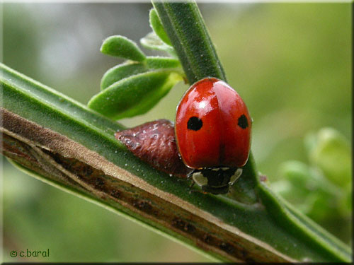 Adalia bipunctata, Coccinelle à 2 points