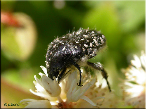 Oxythyrea funesta, Drap mortuaire Oxythyrea funesta, Drap mortuaire