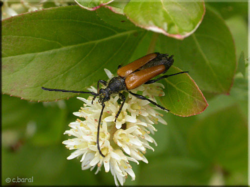 Lepture fauve, Paracorymbia fulva